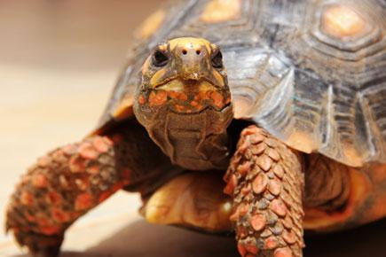 What a knock! Tortoise burns down home