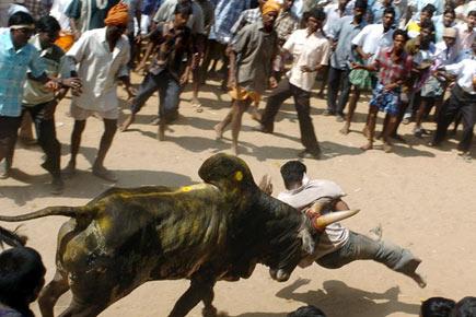 What is Jallikattu? 10 interesting facts about the bull taming sport