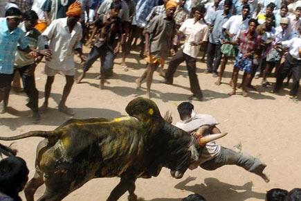 Massive protest in favour of Jallikattu in Madurai