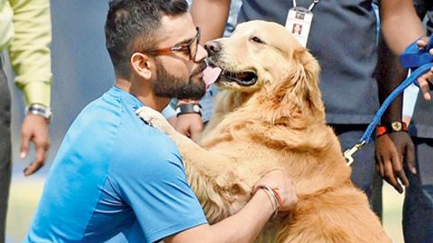 Dogs video Pune sex in Pune Bhabhi