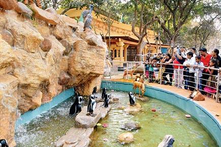 Penguins not out yet at Byculla zoo but selfie point ready