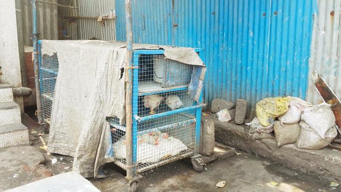 The chickens that were stolen from the shop
