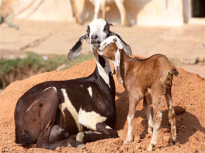 Seven held for robbing truck carrying goats in Palghar