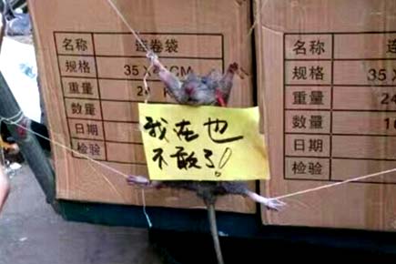 Rat tied, publicly shamed for stealing rice in China