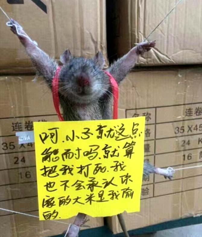 Rat tied, publicly shamed for stealing rice in China
