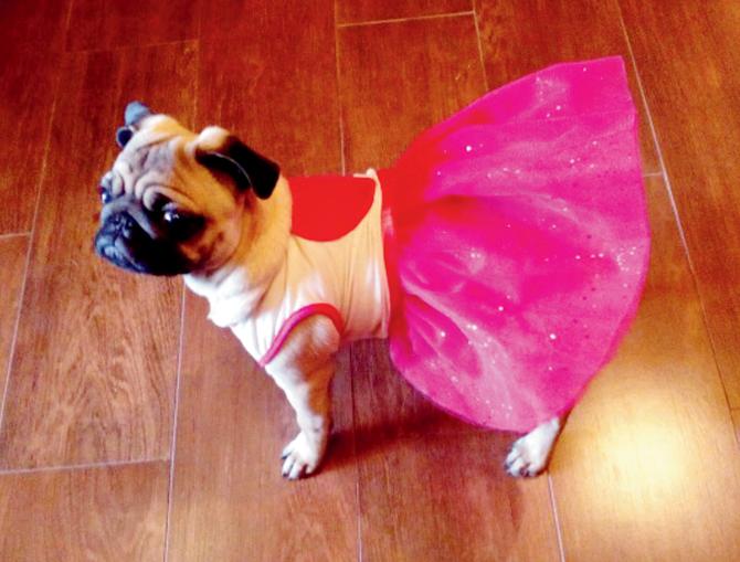 A wedding  dress for a  Mumbai pug customised by That Dog In Tuxedo