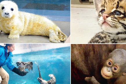 Claws out: It's battle of the cutest animals on Twitter