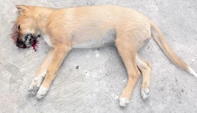 The three-month-old puppy died