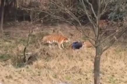Tiger shot after it mauls man to death in a zoo in China
