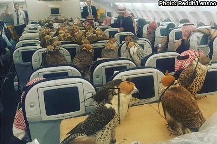 Flight of fancy! Saudi prince books airplane seats to fly his 80 pet falcons
