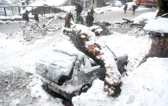 A car trapped under a fallen tree in Shimla on Saturday. Pics/PTI