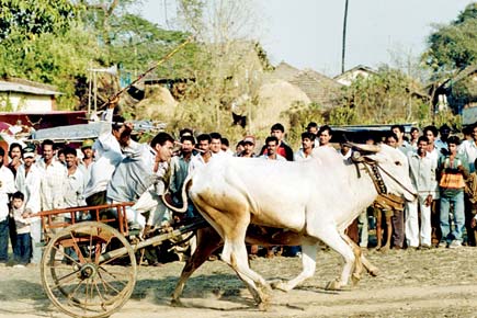 Jallikattu ban lift impact: Maharashtra wants its bull races back
