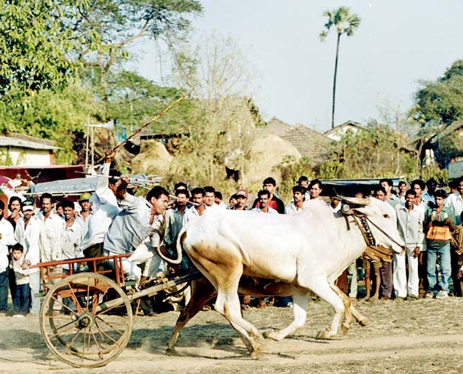 A bullock cart race organised at Desai village, near Dombivli