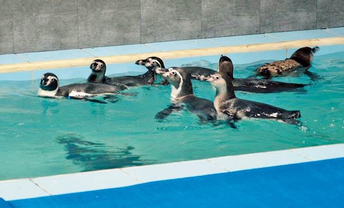 The Byculla zoo had brought eight Humboldt penguins last year, of which one died in October. File pic