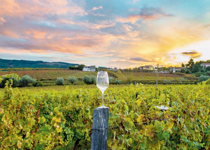 At the Fratelli vineyards, I had my first mini “vacation” in over a year, by which I mean I spent only four hours on my laptop wrestling with a deadline. Representation pic/Thinkstock