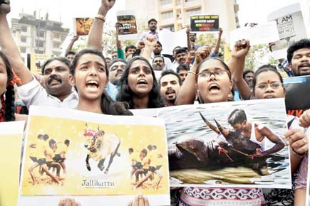 Chembur residents take to streets to protest against Supreme Court's ban on Jallikattu