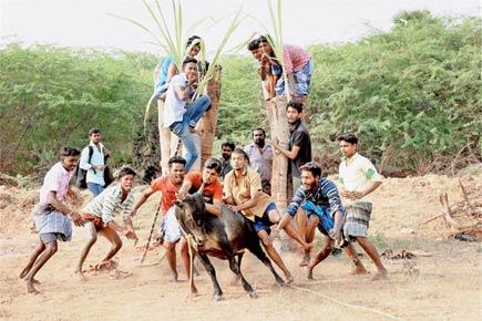 Jallikattu supporters agitate in Tamil Nadu, 149 arrested