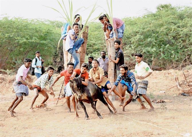 A group of people are seen participating in Jallikattu despite ban on such sporting events at Karisalkulam village in Madurai. Pic/PTI