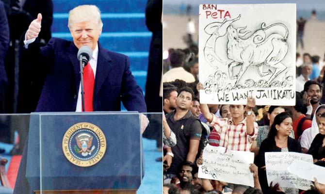 An ordinance overturning the Jallikattu ban was coincidentally cleared on the same day that Donald Trump was sworn in as the USA’s 45th President. File pics