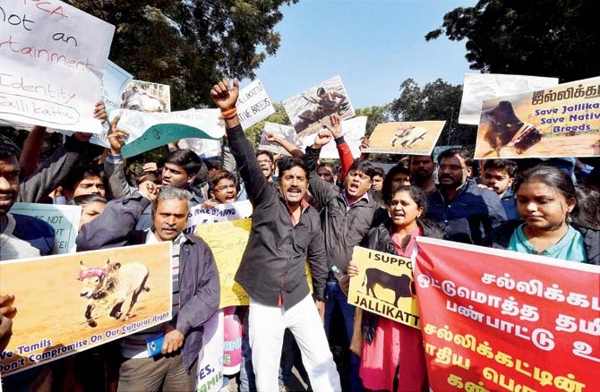 Tamil lawyers in Supreme Court during a protest march from against People for the Ethical Treatment of Animals (PETA) and the ban, in Delhi. Pics/PTI