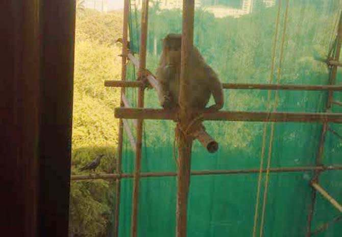 A monkey on the scaffolding of Reveills building at Cuffe Parade. Picture by 9-yr-old Zara Andhyarujina