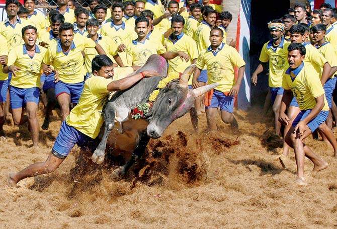 Before the ordinance was prepared, yesterday people resorted to rail rokos, strikes and shutdowns of commercial establishments in protest of the ban on Jallikattu in Chennai and other places. Pics/AP,PTI