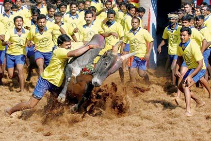 Bull now in President's court