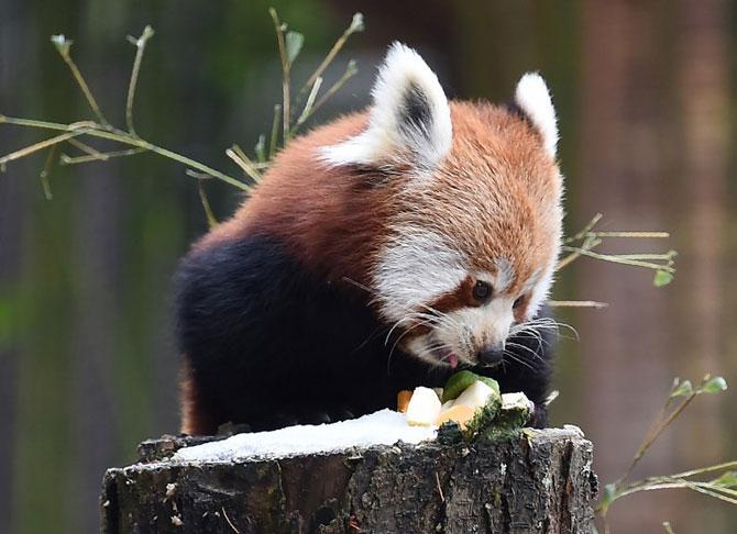  In pictures: 10 adorable zoo animals that will make you cuddle them