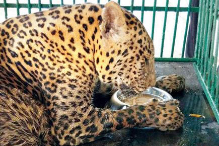 Mumbai: SGNP's oldest leopard Rani dies at age 18