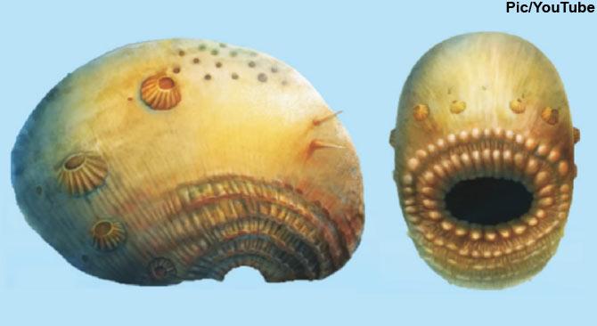 An illustration of the Saccorhytus