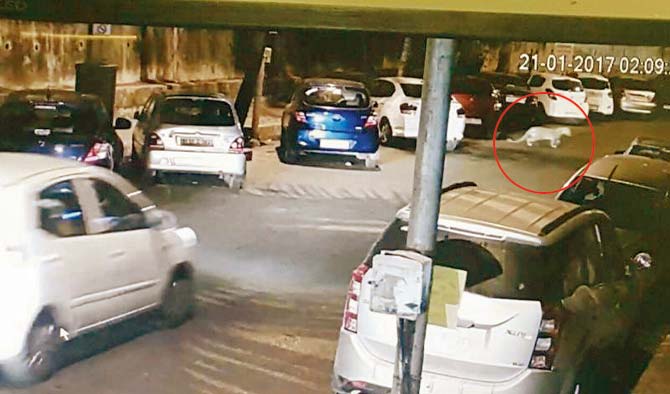 The leopard was caught on CCTV walking through the parking lot on Saturday
