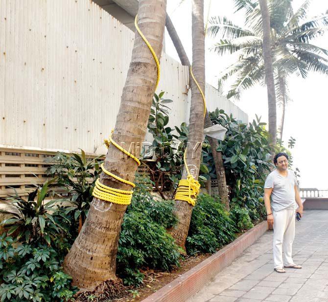 Coconut trees tied to stop them from keeling over