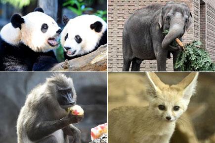 In pictures: 10 adorable zoo animals that will melt your heart