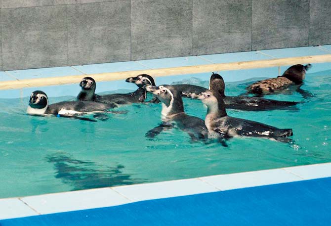 After facing flak for the death of a Humboldt penguin, BMC has undertaken work on building enclosures for the birds as part of the revamp. File pic