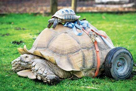 Whew! Marathon sex sessions leaves randy tortoise in a wheelchair