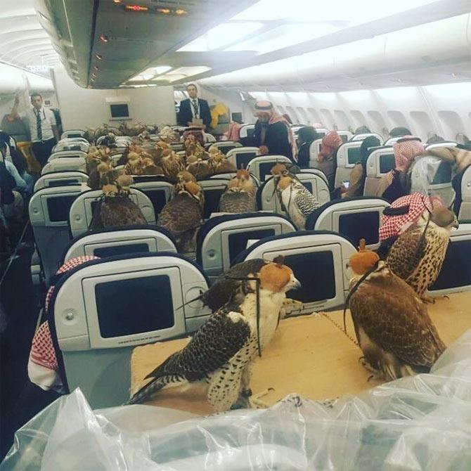 Flight of fancy: Saudi prince books airplane seats to fly his 80 pet falcons