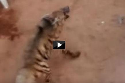 Watch Video: Hyena enters MP village, creates ruckus