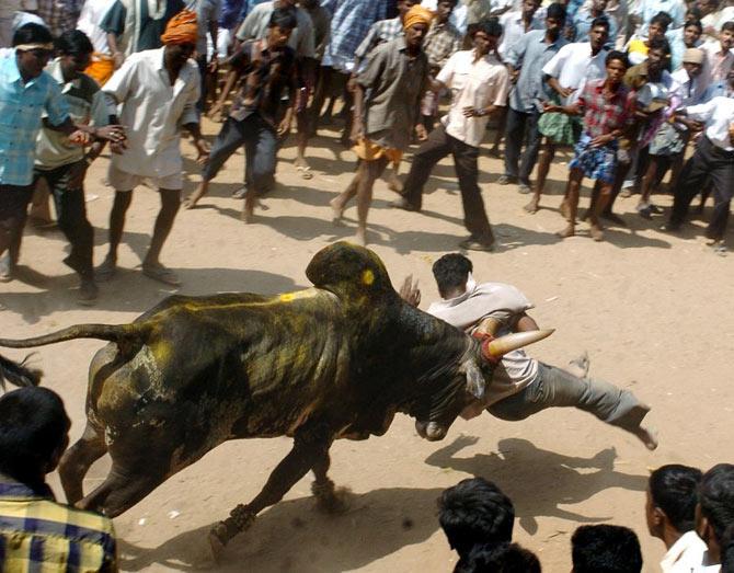 Jallikattu