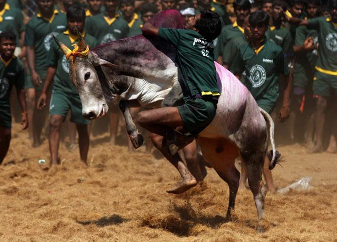 Jallikattu facts and trivia