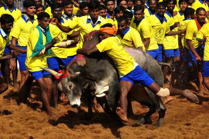 Jallikattu facts and trivia