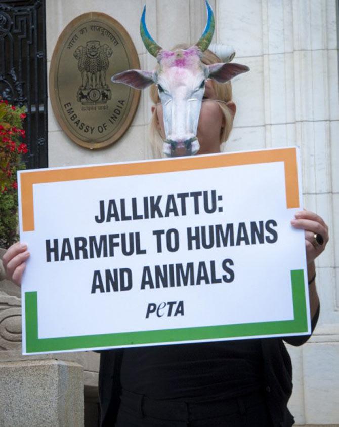 Jallikattu facts and trivia, PeTA protests