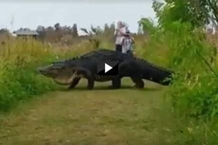 Video: Monster gator at Florida wildlife reserve leaves visitors stunned 