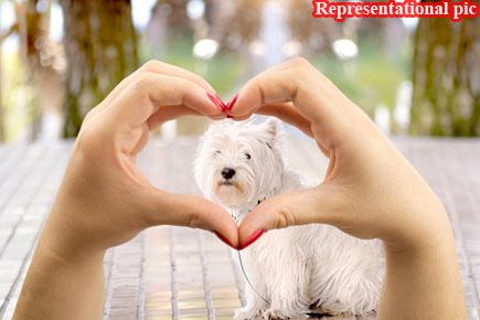 Pet lover spends thousands on clothes for her seven dogs