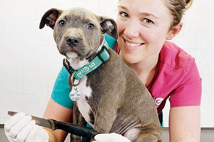 Miracle! Hungry puppy swallows eight-inch kitchen knife and survives