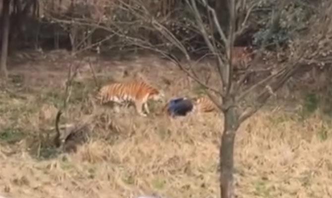 Tiger shot after he mauls man to death in a zoo in China