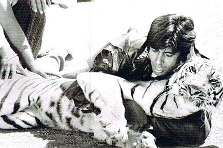 Throwback: 'Daredevil' Big B wrestled a real tiger in Khoon Pasina!