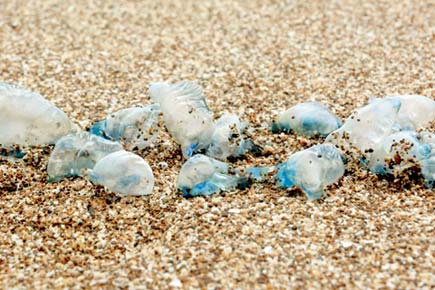Blue jellyfish found on Juhu beach are very dangerous, warn experts