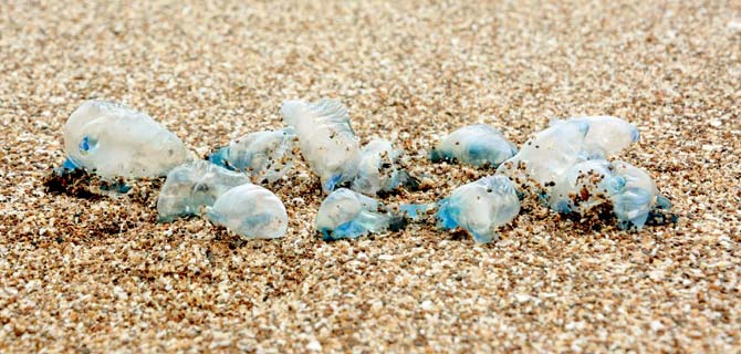 The blue jellyfish that has washed ashore
