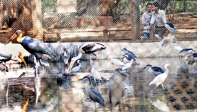The zoo has 300 birds of 31 species, including Japanese crane, military macaw and African parrot. File pic