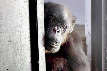 First in 56 years! Delhi zoo's oldest inmate to get a grand birthday party
